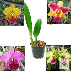 تصویر گیاه طبیعی ارکیده مدل کتلیا | کد: ZNB-9JZ 