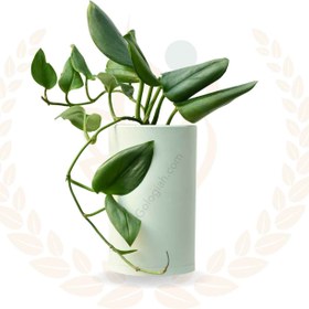 تصویر پتوس فرانسوی 