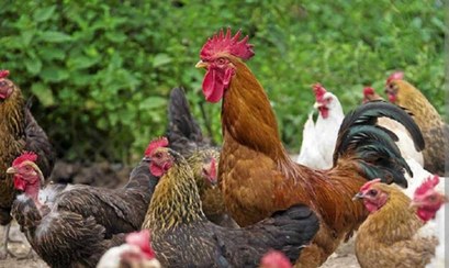 تصویر تخم نطفه دار بومی 