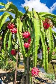 تصویر دراگون فروت تو سرخ Dragon fruit