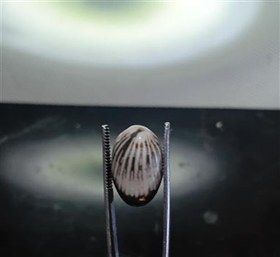 تصویر فسیل صدفی سالم و زیبا 