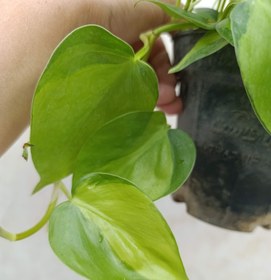 تصویر اسکاندنس ابلق 