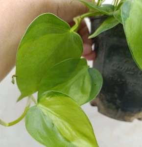 تصویر فروشگاه گلکده‌ محیا