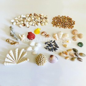 تصویر صدف سوزنی سفید تمامی صدف ها در قوطی های دردار بسته بندی میشوند