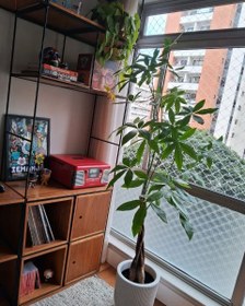 تصویر درخت پول پاچیرا برای طراحی فضاهای آموزشی 