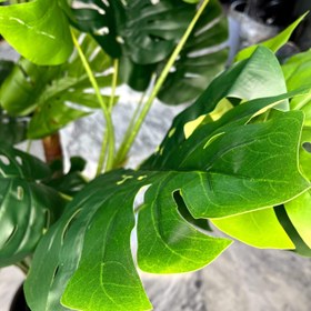 تصویر درختچه انجیری مصنوعی 