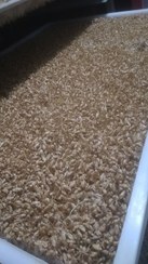 تصویر جوانه گندم آسیاب نشده ۱۰ کیلویی 