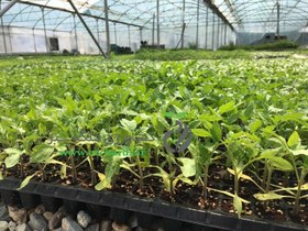 تصویر نشاء گوجه سوپرچف 