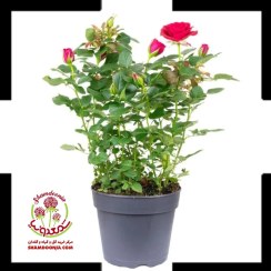 تصویر گل رز ساناز نارنجی رونده 