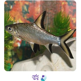 تصویر سیلور شارک 8 تا 9 سانت 