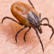 تصویر سمپاشی کنه 