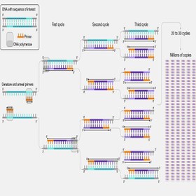 تصویر انجام PCR ژن‌های میکروبی PCR of microbial genes