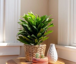 تصویر گیاه آپارتمانی دراسنا کامپکت 