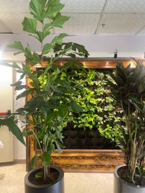 تصویر نخل فیش تیل 