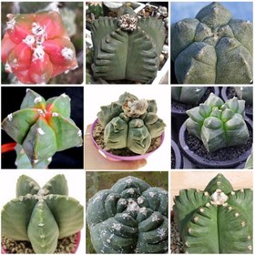 تصویر بذر آستروفیتوم کیکو میکس بسته ۱۰ عددی 