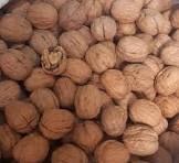 تصویر گردو پوستی 