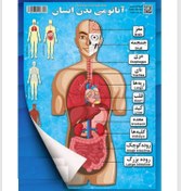 تصویر پوستر آناتومی بدن انسان 70 * 50 وایت بردی 