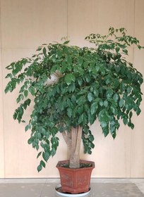 تصویر بنجامین بلک 