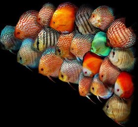 تصویر ماهی دیسکس discus fish 