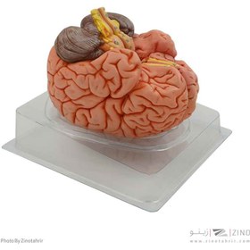 تصویر مولاژ مغز4قسمتی 