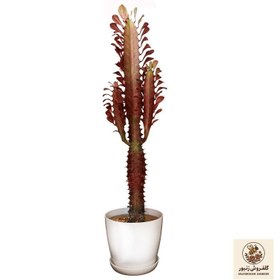 تصویر گیاه طبیعی کاکتوس افوربیا کد 10 | کد: ZNB-450 