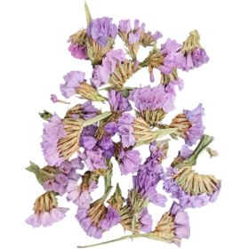 تصویر گل خشک شیپوری گلبهی G34 