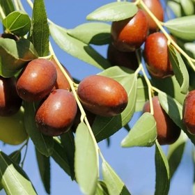 تصویر بذر عناب 10 عددی 