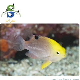 تصویر ماهی دامسل تالبوتی 