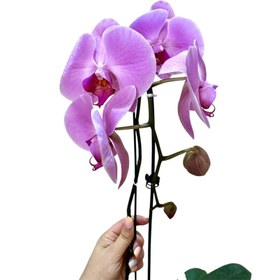 تصویر ارکیده وارنا 