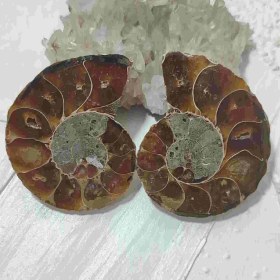 تصویر جفت فسیل آمونیت طبیعی اصل کد 18 