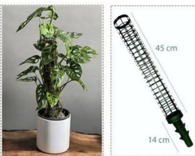 تصویر قیم خزدار 