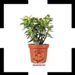 تصویر خرید گیاه یشم (کراسولا آواتا) سایز ۱۰ – گل ثروت مقاوم و خاص آپارتمانی 