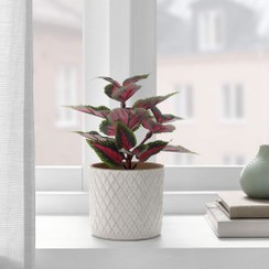 تصویر گیاه حسن یوسف ایکیا مدل FEJKA 