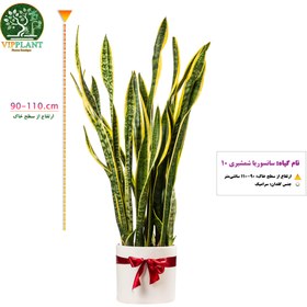 تصویر سانسوریا شمشیری سایز 10 (با گلدان سرامیکی) Sansevieria