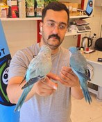 تصویر طوطی راهب بلو اسکای 