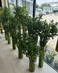 تصویر بامبو تزئینی برای اتاق نشیمن مدرن 