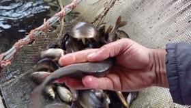 تصویر ماهی آمور 