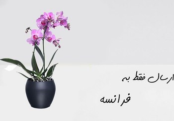 تصویر ارسال گیاه به فرانسه 