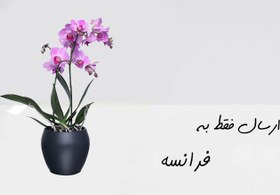 تصویر ارسال گیاه به فرانسه 