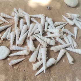 تصویر صدف سوزنی سفید 