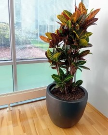 تصویر گیاه کروتون تزئینی 