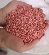 تصویر بذر گندم رقم پیشگام 