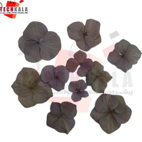 تصویر گل خشک هورتانسیا (10 عددی) 