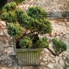 تصویر جونی پرس رونده توپیاری 