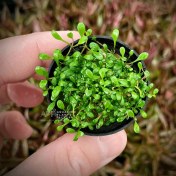 تصویر گیاه آبزی آکواریوم پلنت چمن گلوسو Glossostigma elatinoides 