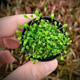 تصویر گیاه آبزی آکواریوم پلنت چمن گلوسو Glossostigma elatinoides 