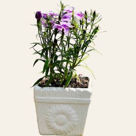 تصویر گل قرنفل 