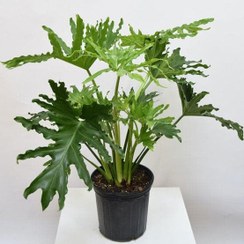 تصویر برگ انجیری فر Philodendron Selloum