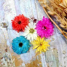 تصویر پک گل خشک داوودی 