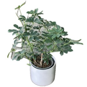 تصویر شفلرا 